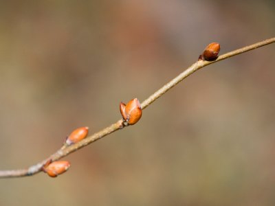 Corylopsis pauciflora - lískovníček chudokvětý - pupeny